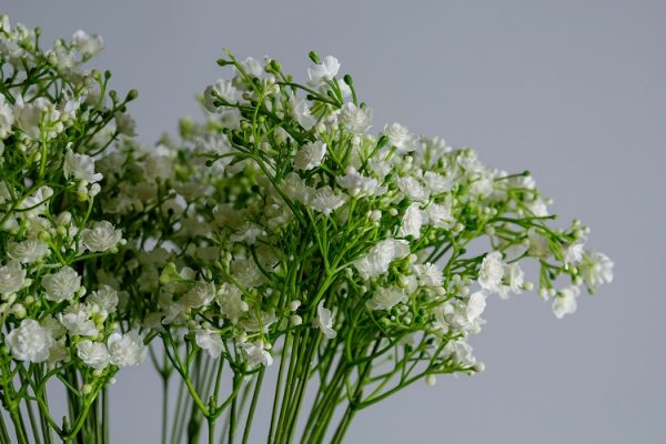 ivory gypsophila