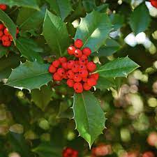 Birth Month Flowers: A Guide. What is your Birth Month Flower and What is its Beautiful Meaning? 12 Birth month flower for December- holly