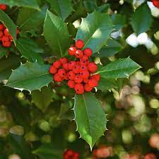 Birth month flower for December- holly