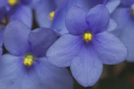 Birth month flower for February- violets