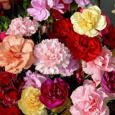 Birth Month Flowers: A Guide. What is your Birth Month Flower and What is its Beautiful Meaning? 1 Birth month flower for January- the carnation