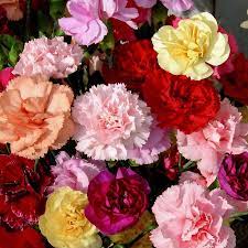 Birth month flower for January- the carnation