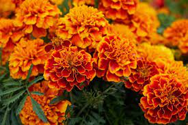 Birth Month Flowers: A Guide. What is your Birth Month Flower and What is its Beautiful Meaning? 10 Birth month flower for October- marigold