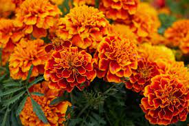 Birth month flower for October- marigold