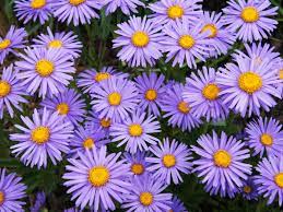 Birth month flower for September- aster