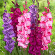 Birth Month Flowers: A Guide. What is your Birth Month Flower and What is its Beautiful Meaning? 8 Birth month flower for August- gladiolus