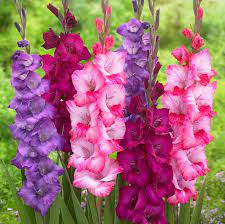 Birth month flower for August- gladiolus