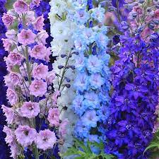 Birth Month Flowers: A Guide. What is your Birth Month Flower and What is its Beautiful Meaning? 7 Birth month flower for July- delphiniums
