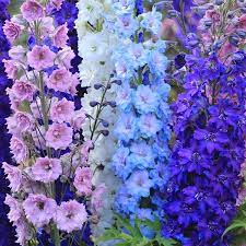 Birth month flower for July- delphiniums