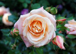 Birth month flower for June- Rose