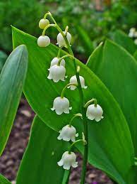 Birth month flower for May- lily of the valley