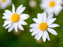 Birth month flower for April- daisies