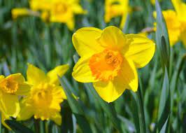 Birth month flower for March- daffodils