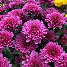 Birth Month Flowers: A Guide. What is your Birth Month Flower and What is its Beautiful Meaning? 11 Birth month flower for November- chrysanthemums