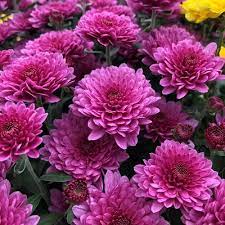 Birth month flower for November- chrysanthemums