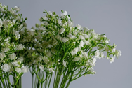 White gypsophila