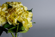 Mood booster flowers- yellow hydrangeas