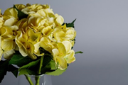Our 5 Favourite Mood Booster Flowers to Beat the Winter Blues 4 Mood booster flowers- yellow hydrangeas